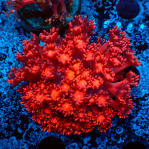 TC Goniopora Red frag XL