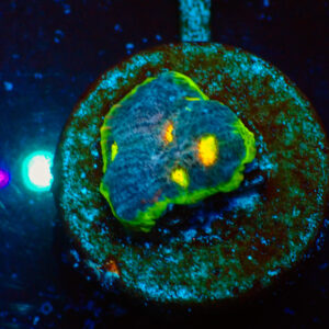 TC Chalice Flamming Bugatti