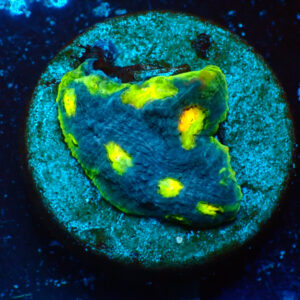 TC Chalice Flamming Bugatti