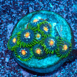 TC Zoanthus Stargazer