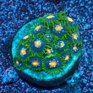 TC Zoanthus Stargazer