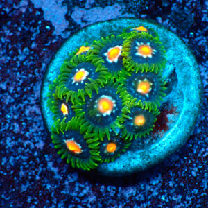 TC Zoanthus Stargazer