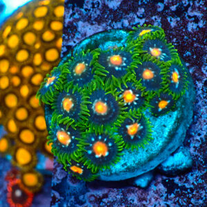 TC Zoanthus Stargazer