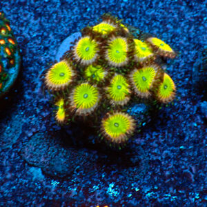 TC Zoanthus Candy Apple Pink mini colonia