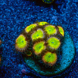 TC Zoanthus Candy Apple Pink