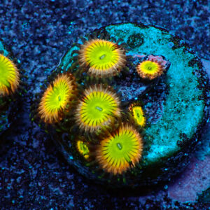 TC Zoanthus Candy Apple Pink