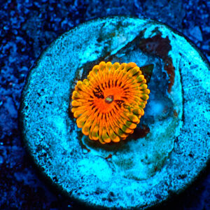 TC Zoanthus Grand Master Krakatoa