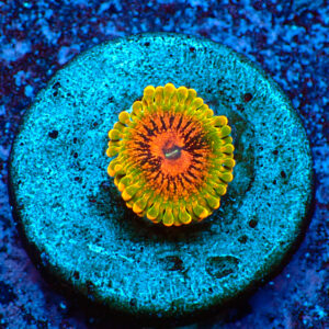 TC Zoanthus Grand Master Krakatoa