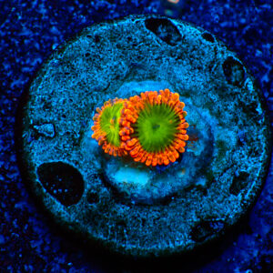 TC Zoanthus Electric Oompa Loompa