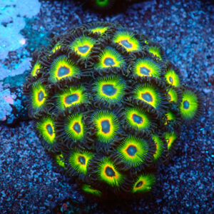 TC Zoanthus Rasta Cousin Colonia