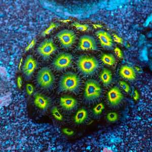 TC Zoanthus Rasta Cousin colonia