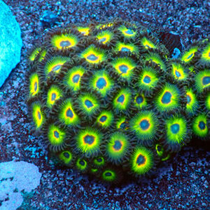 TC Zoanthus Rasta Cousin colonia