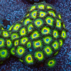 TC Zoanthus Rasta Cousin colonia