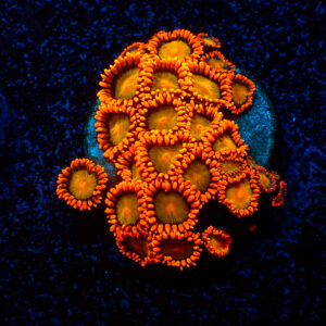 TC Zoanthus Orange Mandarin