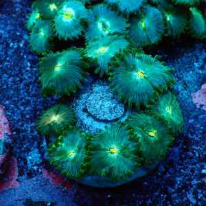 TC Zoanthus Hawaian People Eater