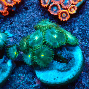 TC Zoanthus Hawaian People Eater