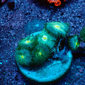 TC Zoanthus Hawaian People Eater