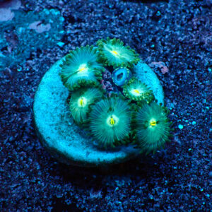 TC Zoanthus Hawaian People Eater