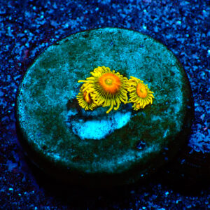 TC Zoanthus Super Sunflower