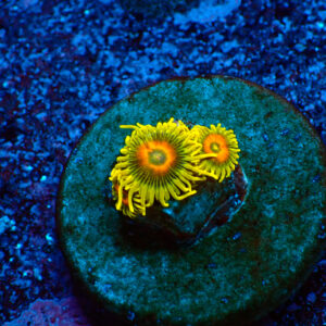 TC Zoanthus Super Sunflower