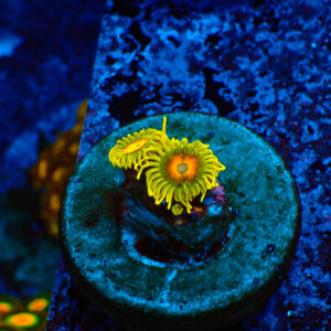 TC Zoanthus Super Sunflower