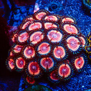 TC Zoanthus Lady Vamp colonia