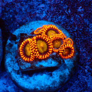 TC Zoanthus Orange Mandarin