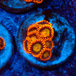 TC Zoanthus Orange Mandarin