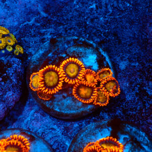 TC Zoanthus Orange Mandarin