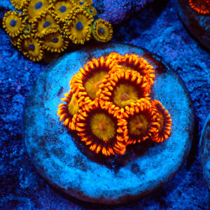 TC Zoanthus Orange Mandarin