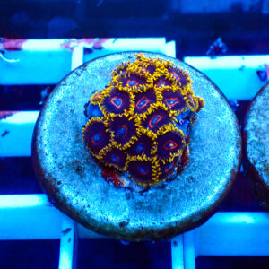 TC Zoanthus Black Hornets