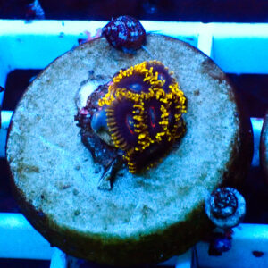 TC Zoanthus Black Hornets