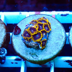 TC Zoanthus Black Hornets