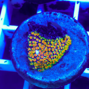 TC Stylocoeniella Looney Tunes