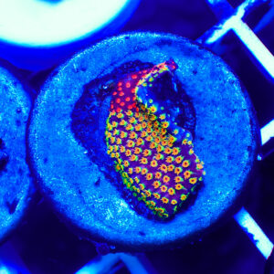 TC Stylocoeniella Looney Tunes