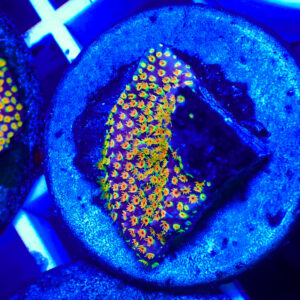 TC Stylocoeniella Looney Tunes