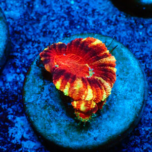 TC Micromussa lordhowensis Fireworks