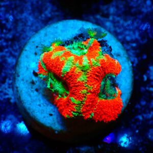 TC Micromussa lordhowensis Stripy Red