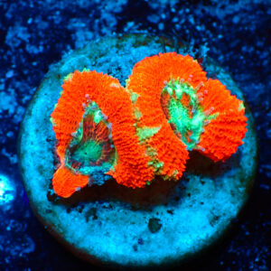 TC Micromussa lordhowensis Stripy Red