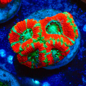 TC Micromussa lordhowensis Stripy Red