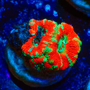 TC Micromussa lordhowensis Stripy Red