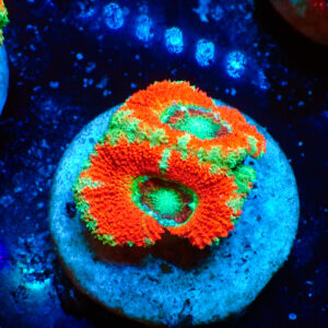 TC Micromussa lordhowensis Stripy Red