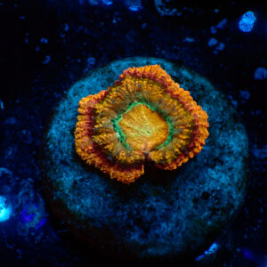 TC Micromussa lordhowensis Sandglow