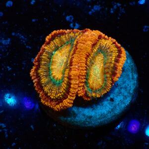 TC Micromussa lordhowensis Sandglow