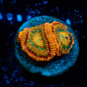 TC Micromussa lordhowensis Sandglow