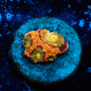 TC Micromussa lordhowensis Sandglow