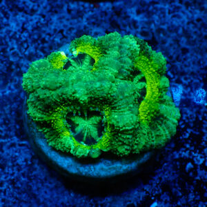 TC Micromussa lordhowensis Slimer