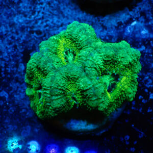 TC Micromussa lordhowensis Slimer