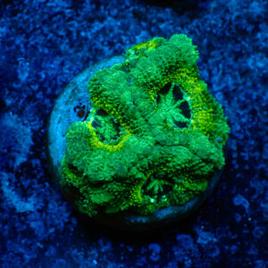 TC Micromussa lordhowensis Slimer