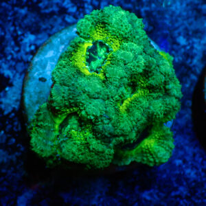 TC Micromussa lordhowensis Slimer